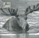 Moose grey