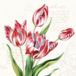 Classic tulips